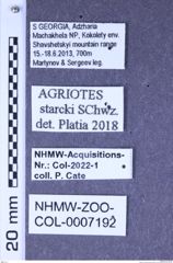 Etiketten zu Agriotes starcki (Schwarz, 1891) (NHMW-ZOO-COL-0007192)